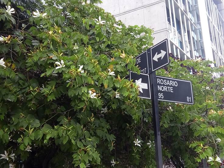 Descripci�n: D:\flores x genero\flora generos por alfabeto\fotos a-c\bauhinia\Bauhinia  forficata Link.  ssp.  pruinosa  (1).jpg